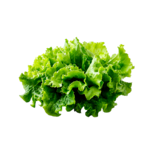 Lechuga