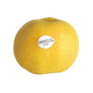 Manzana Chantecler